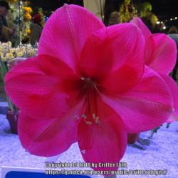 Location: 2018 Philadelphia Flower Show
Date: 2018-03-08
First time I saw this one, and I loved the deep rose color. Must 
