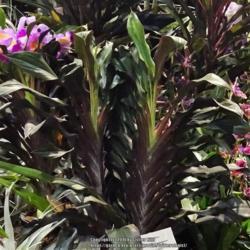 Location: 2018 Philadelphia Flower Show
Date: 2018-03-07
Apologies for the "digital massage" to this photo. The pair of pl