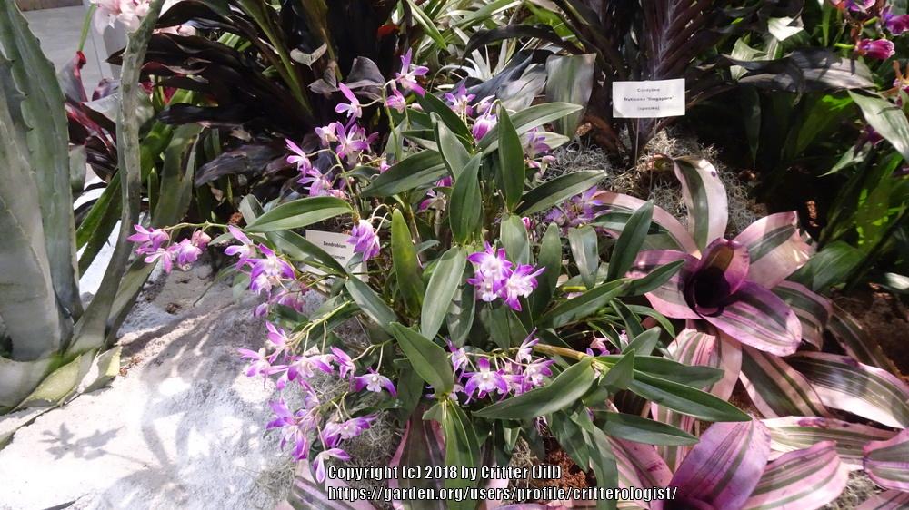Photo of Orchid (Dendrobium kingianum) uploaded by critterologist