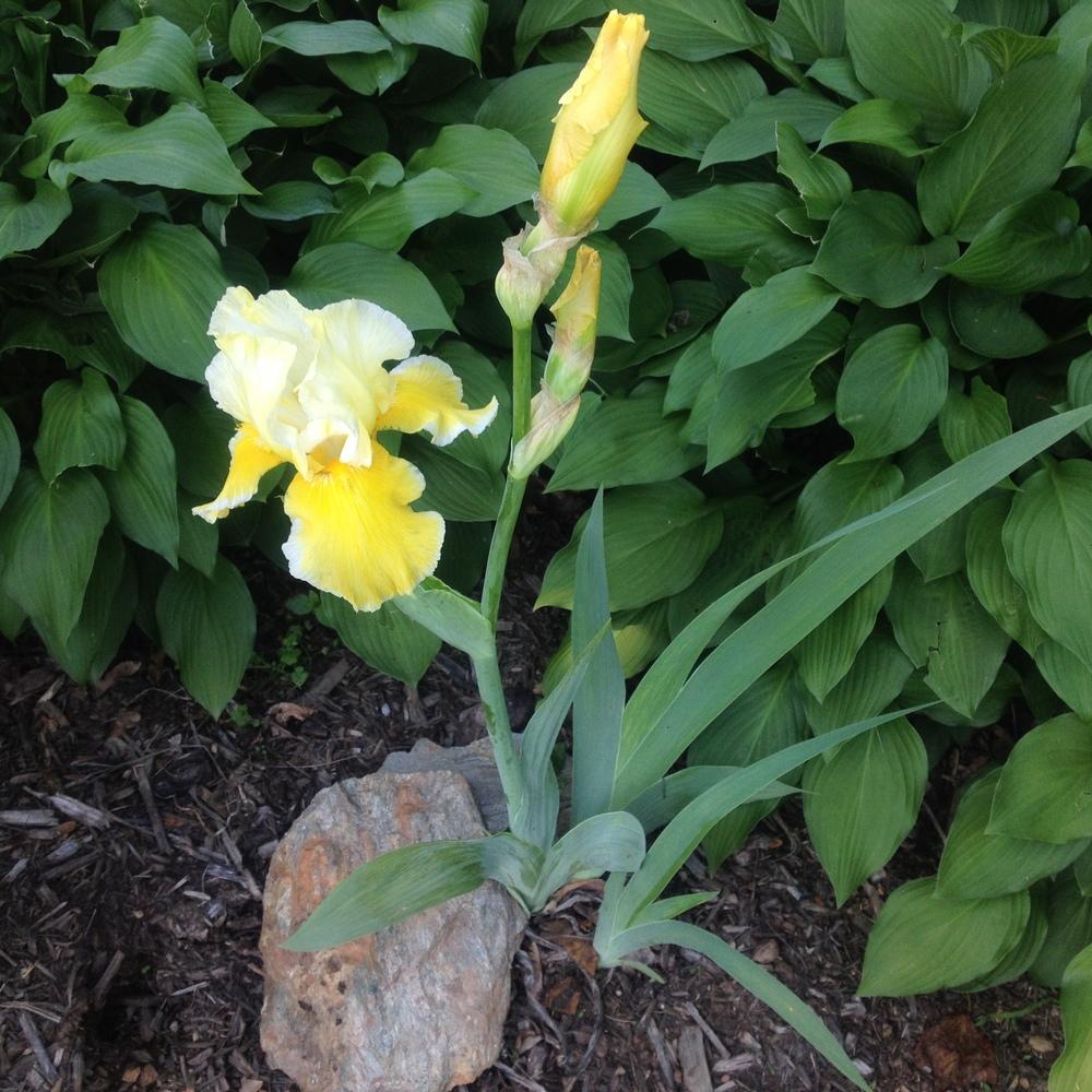 Photo of Tall Bearded Iris (Iris 'Canary Delight') uploaded by csandt