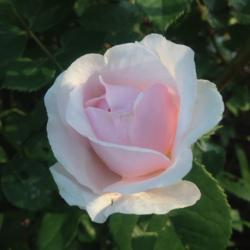 Location: My garden, Pequea, Pennsylvania USA
Date: 2018-05-24
Delicious, sweet fragrance