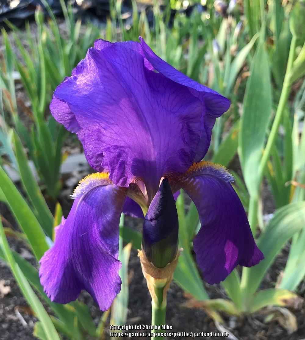 Photo of Tall Bearded Iris (Iris 'Narain') uploaded by garden4funTN