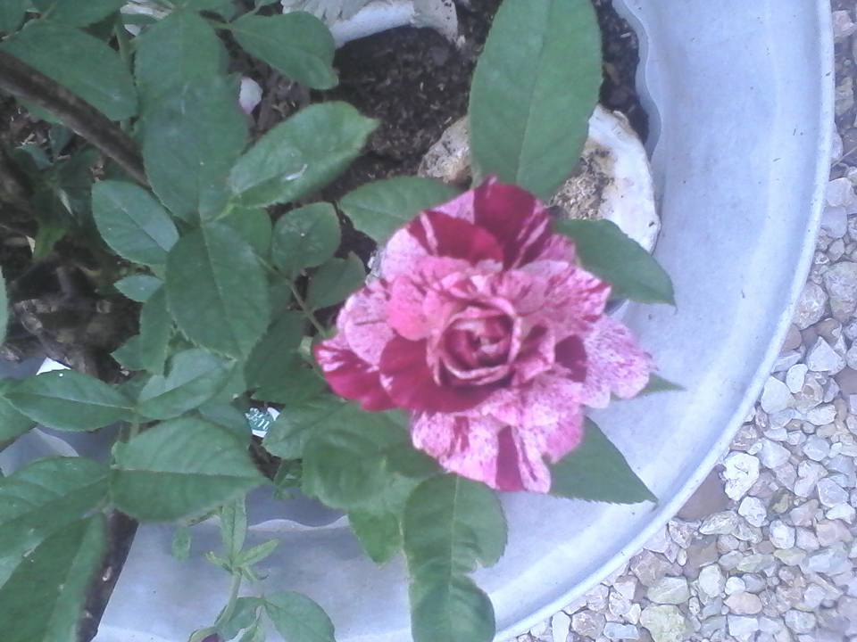 Photo of Rose (Rosa 'Purple Tiger') uploaded by hndmarshall