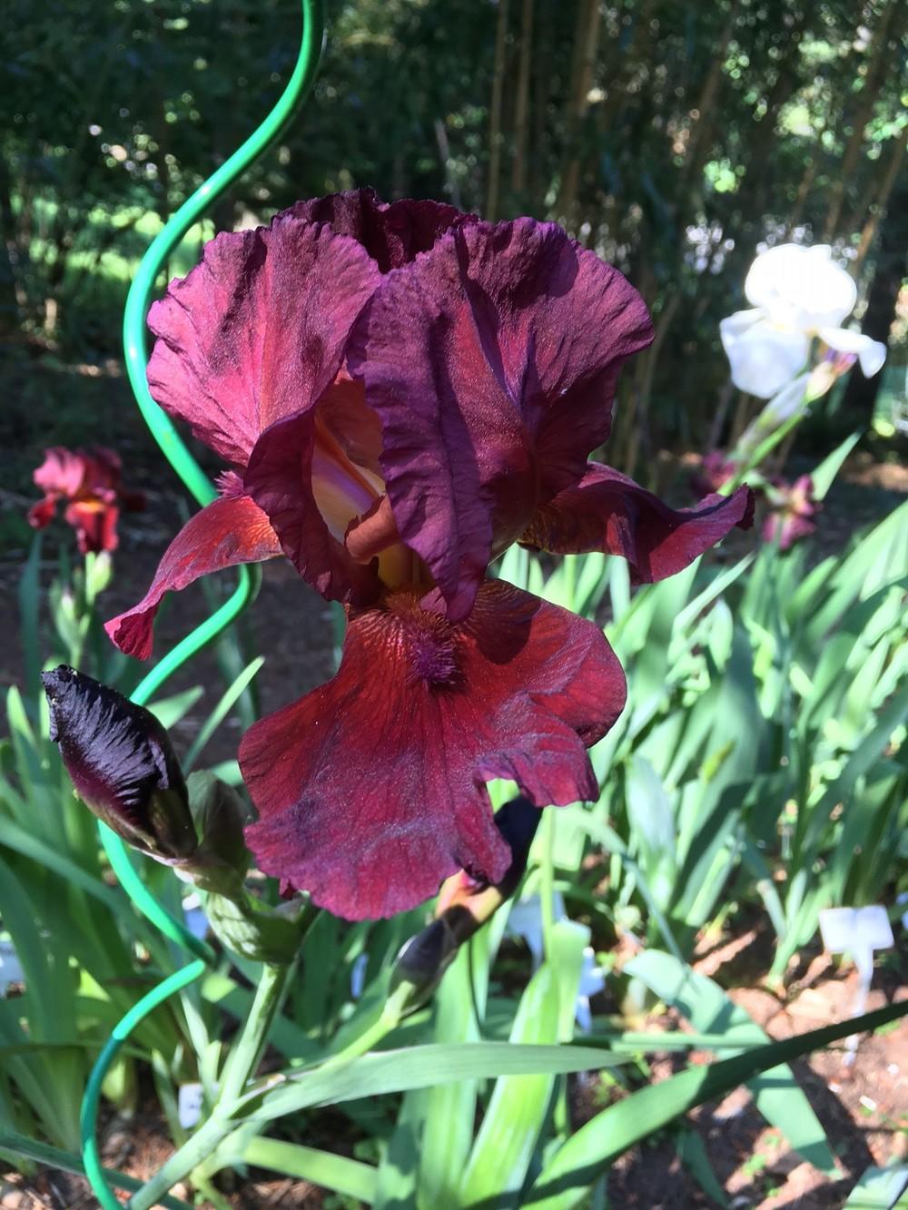 Photo of Tall Bearded Iris (Iris 'Spartan') uploaded by lharvey16