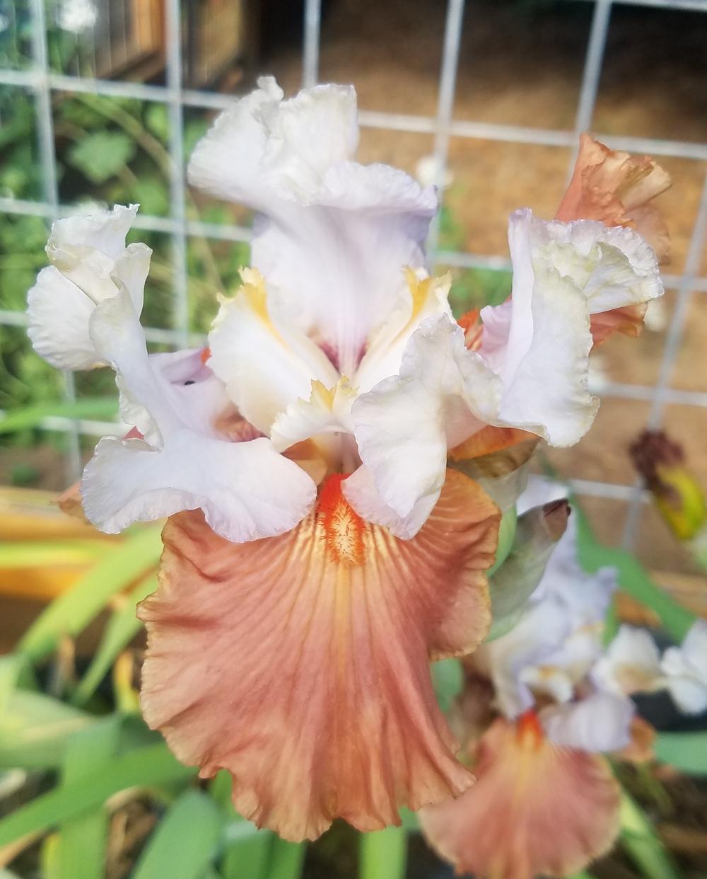 Photo of Tall Bearded Iris (Iris 'Frosted Rose') uploaded by mesospunky