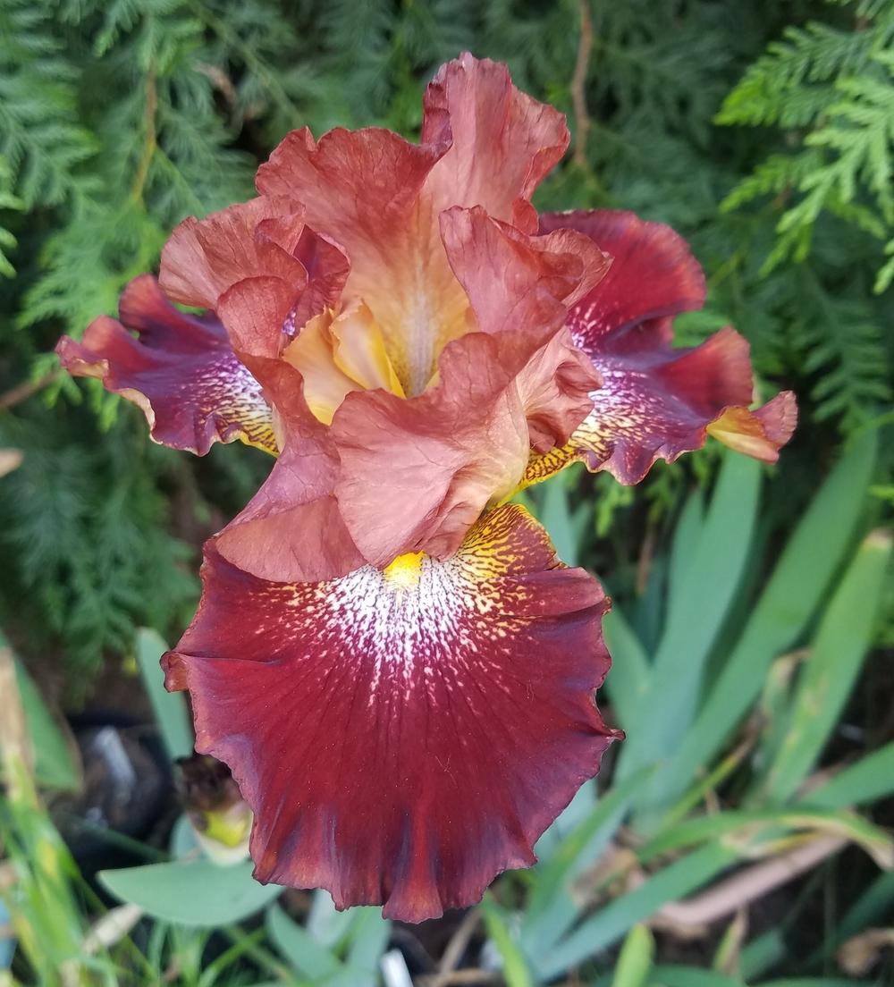 Photo of Tall Bearded Iris (Iris 'Smoking Embers') uploaded by mesospunky