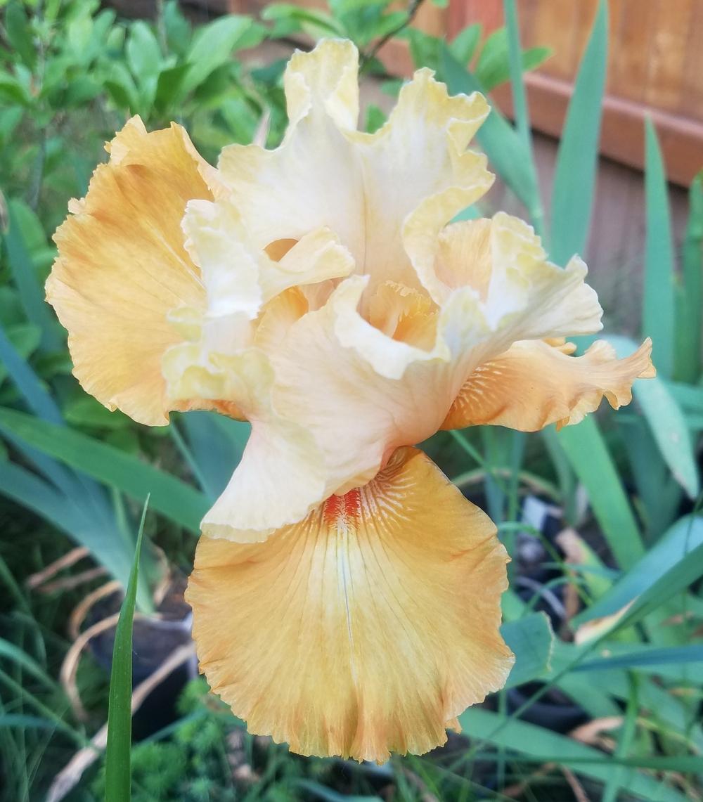 Photo of Tall Bearded Iris (Iris 'Come Go with Me') uploaded by mesospunky