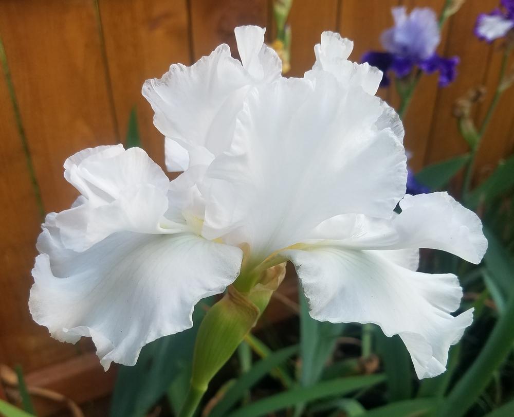 Photo of Tall Bearded Iris (Iris 'Mesmerizer') uploaded by mesospunky