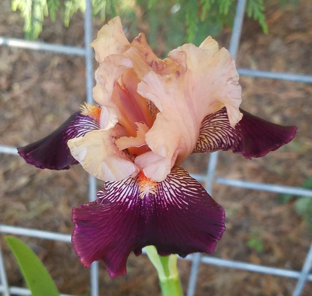 Photo of Tall Bearded Iris (Iris 'Wench') uploaded by mesospunky