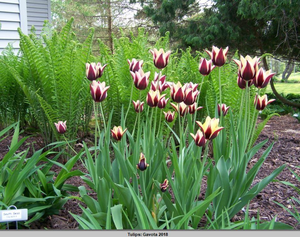 Photo of Triumph Tulip (Tulipa 'Gavota') uploaded by petruske
