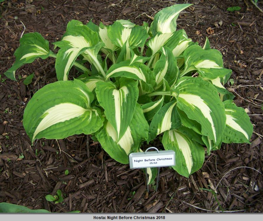 Photo of Hosta 'Night Before Christmas' uploaded by petruske