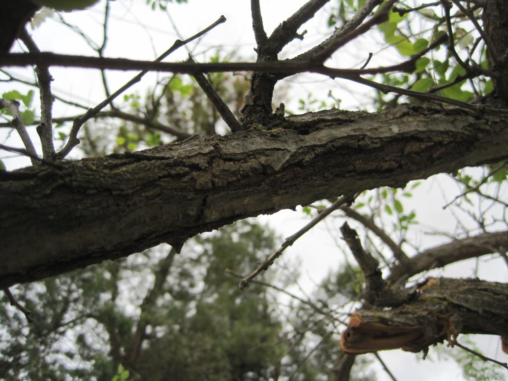 Photo of Black Locust (Robinia pseudoacacia) uploaded by shalyn