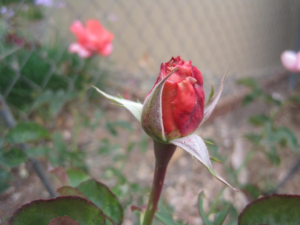 Photo of Rose (Rosa 'Touch of Class') uploaded by shalyn