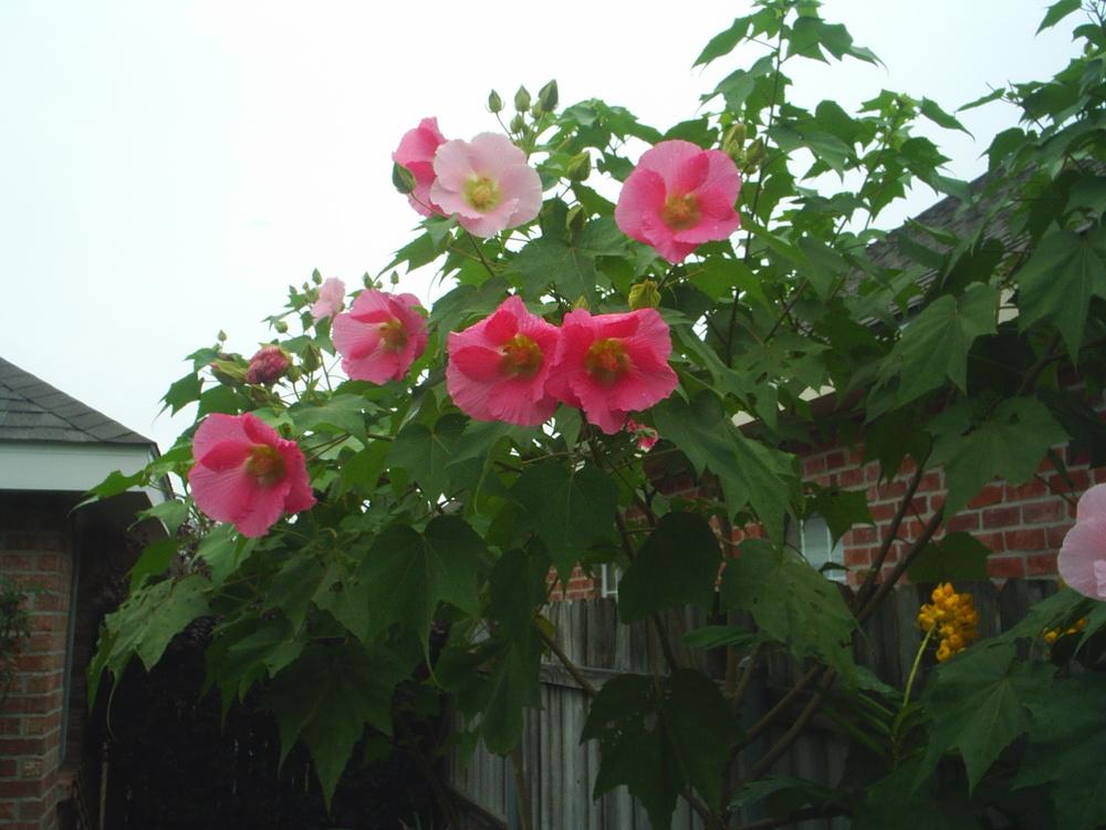 Photo of Confederate Rose Mallow (Hibiscus mutabilis 'Single Flower') uploaded by tabbycat
