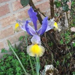 Location: Youngsville, LA
Date: 2010-03-17
Early Spring bloomer from bulbs