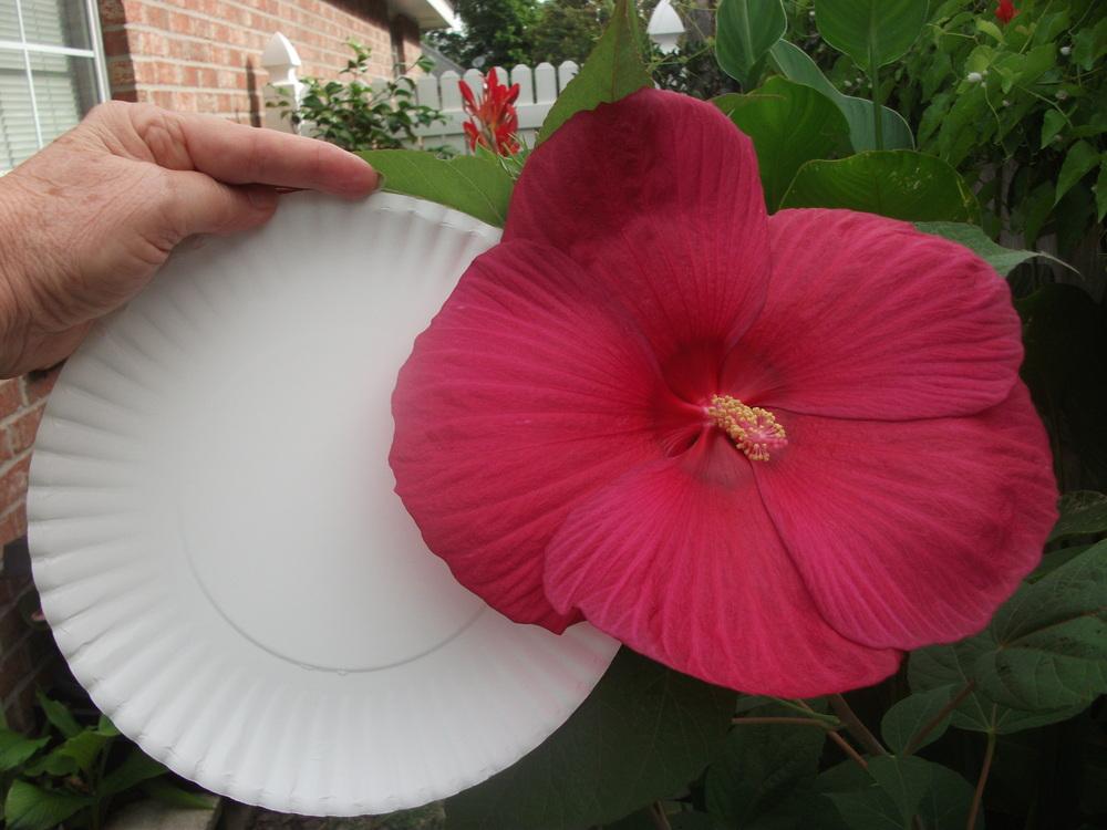 Photo of Hardy Hibiscus (Hibiscus moscheutos) uploaded by tabbycat