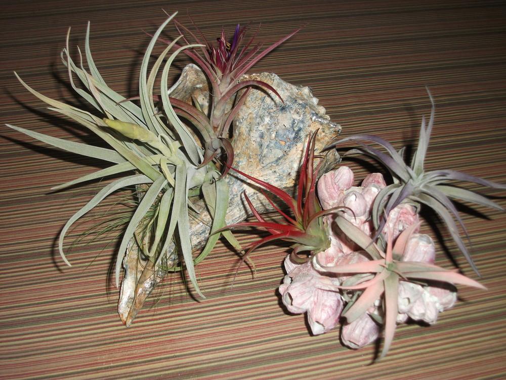 Photo of Air Plants (Tillandsia) uploaded by tabbycat