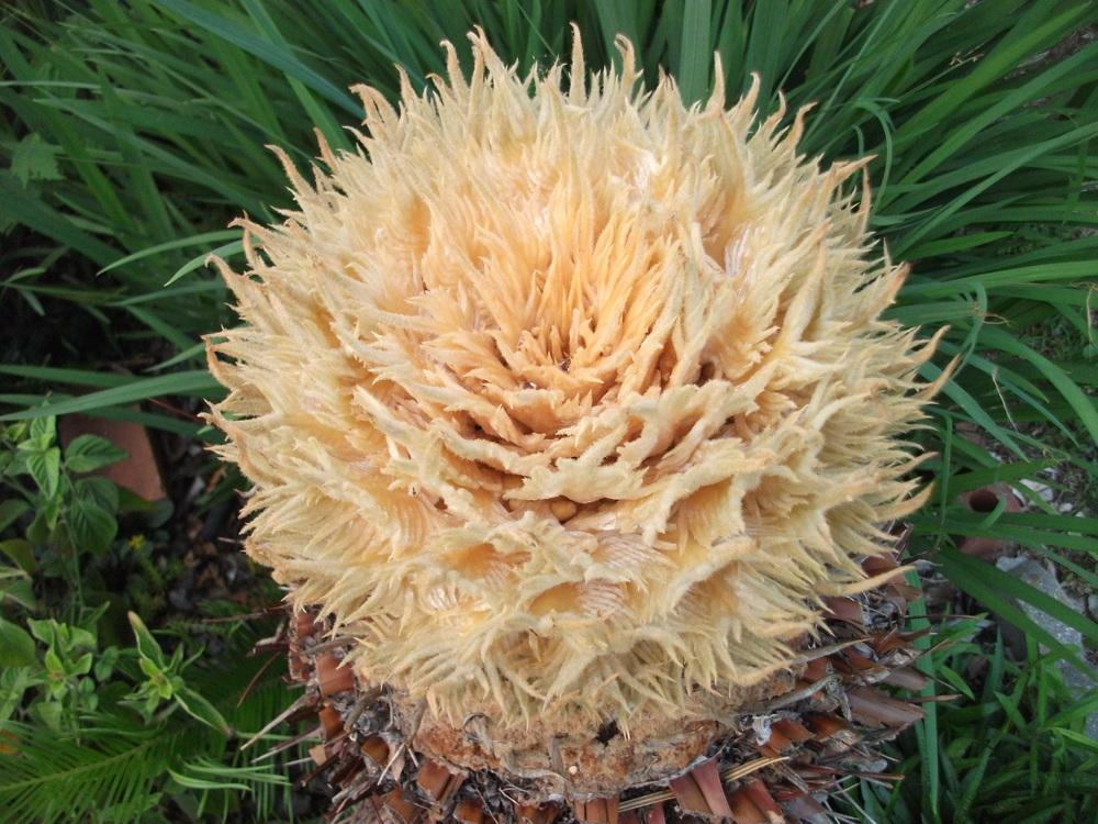Photo of Sago Palm (Cycas revoluta) uploaded by tabbycat
