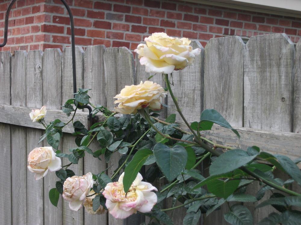Photo of Rose (Rosa 'Peace, Cl.') uploaded by tabbycat