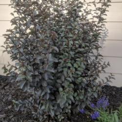 
Date: 2018-05-22
May foliage turned purple-black, 2nd year planting