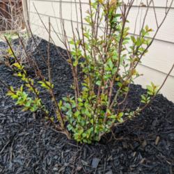 
Date: 2018-03-28
March foliage emerging green, 2nd year planting
