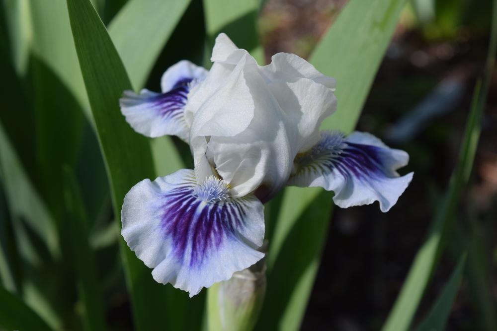 Photo of Standard Dwarf Bearded Iris (Iris 'Divenere') uploaded by Dachsylady86