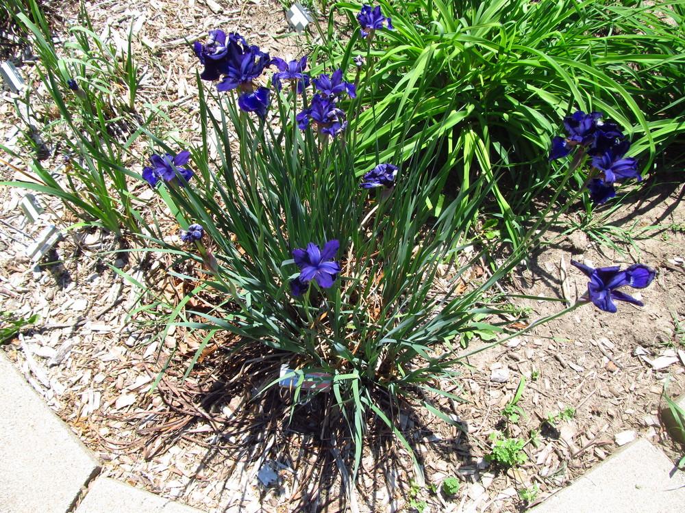Photo of Siberian Iris (Iris 'Tealwood') uploaded by Deby