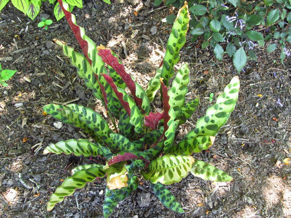 Photo of Rattlesnake Plant (Goeppertia insignis) uploaded by Deby