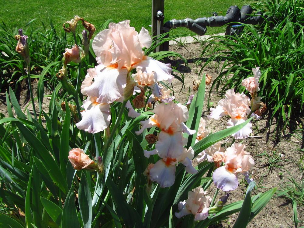 Photo of Tall Bearded Iris (Iris 'Celebration Song') uploaded by Deby