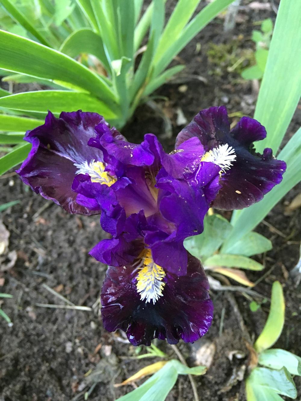 Photo of Standard Dwarf Bearded Iris (Iris 'Pulsator') uploaded by Lbsmitty