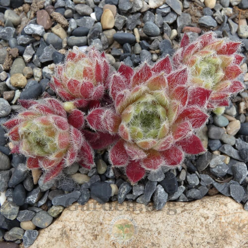 Photo of Hen and Chicks (Sempervivum 'Whispers') uploaded by Patty
