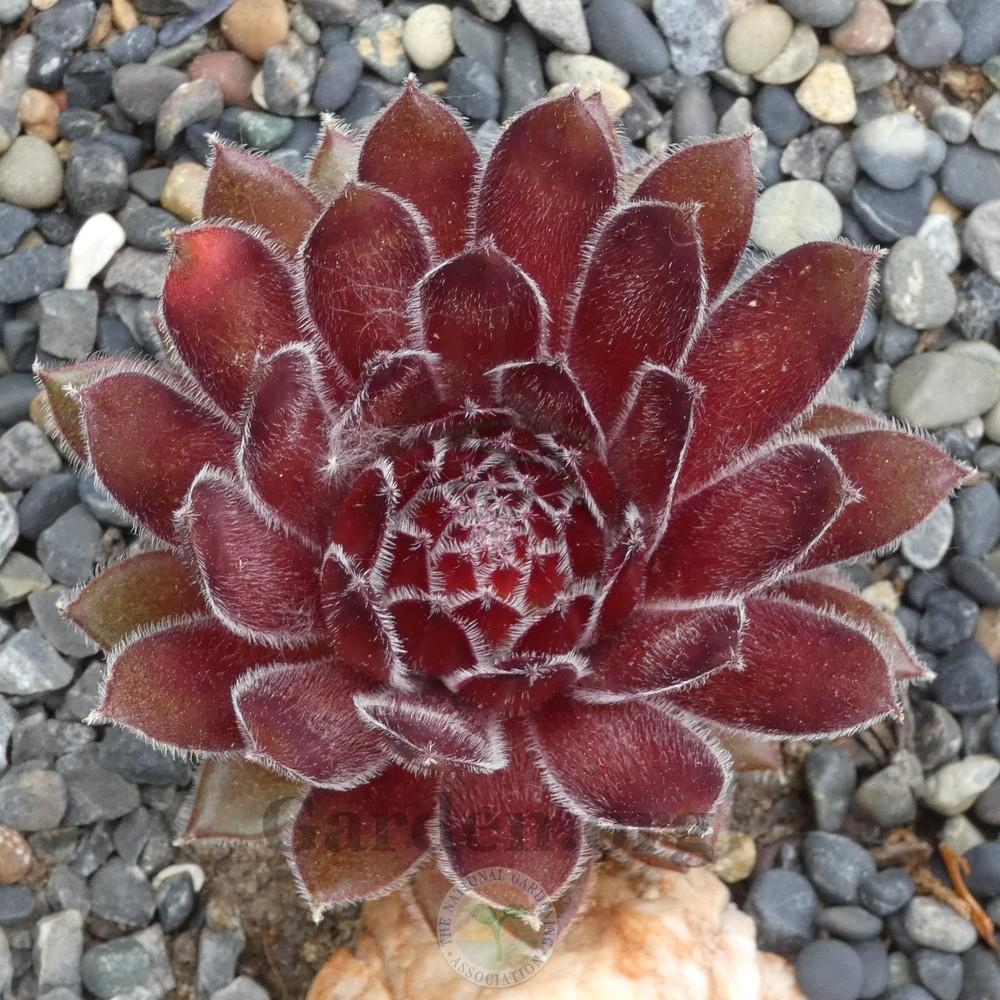 Photo of Hen and Chicks (Sempervivum 'Teddy Bear') uploaded by Patty