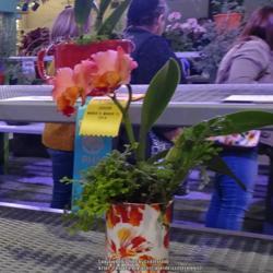 Location: 2018 Philadelphia Flower Show
Date: 2018-03-08
a "teacup orchid" entry (or rather, coffee cup!)