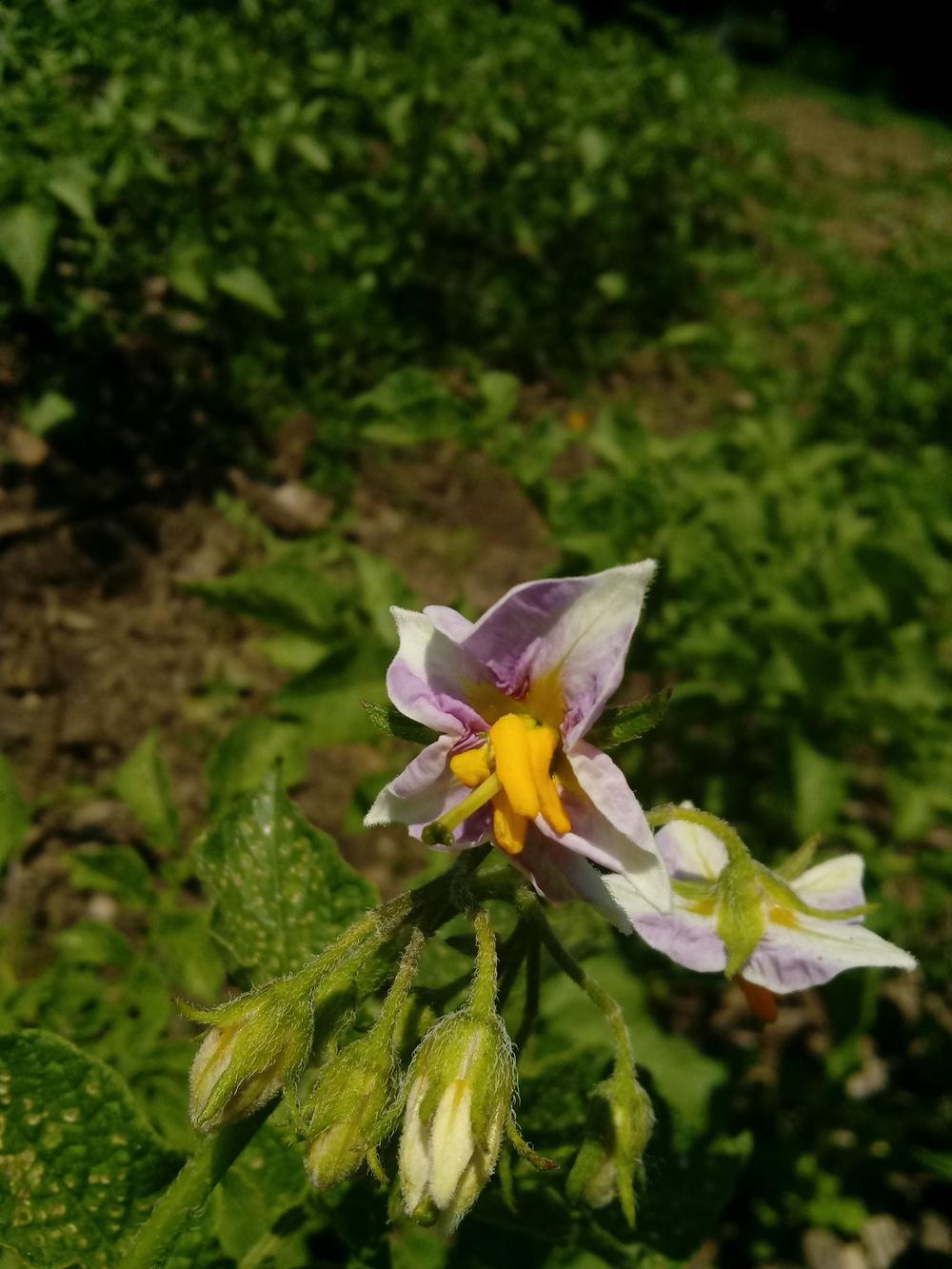 Photo of Potatoes (Solanum tuberosum) uploaded by m33jones2