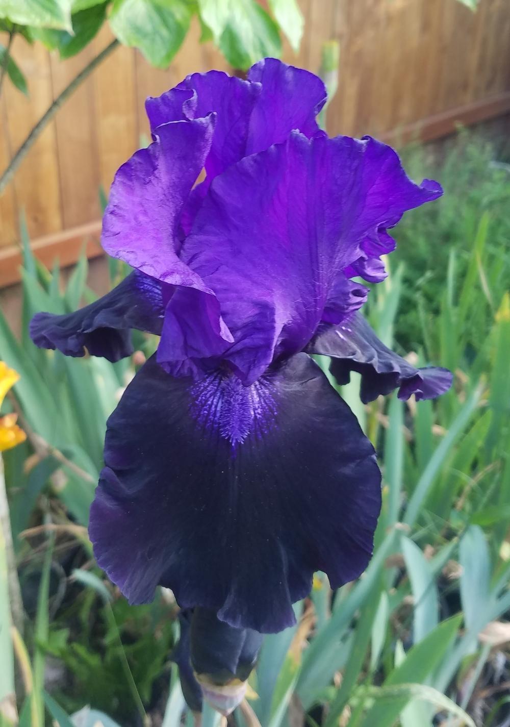 Photo of Tall Bearded Iris (Iris 'Matt McNames') uploaded by mesospunky