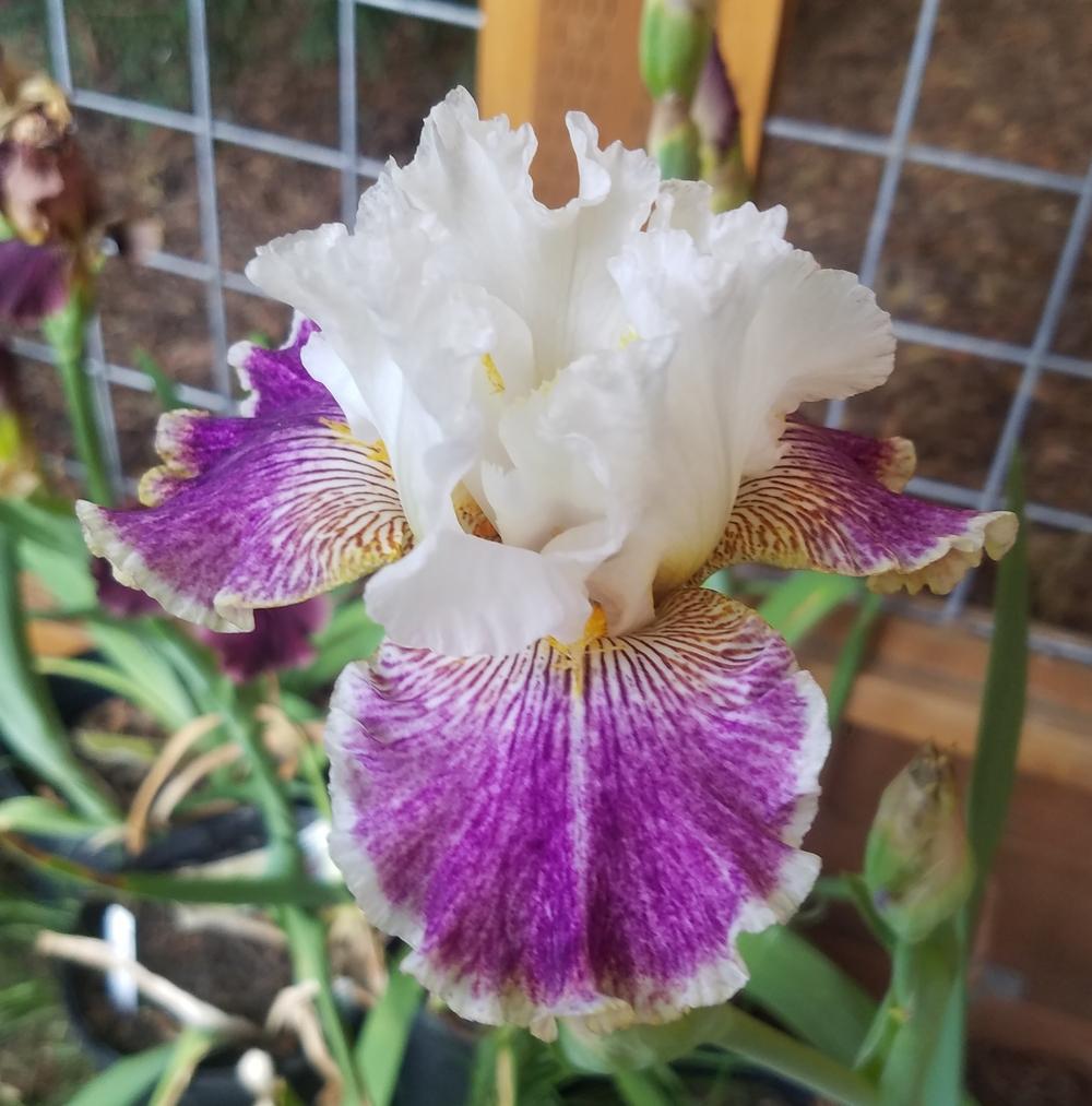 Photo of Tall Bearded Iris (Iris 'Sordid Lives') uploaded by mesospunky
