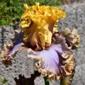 A fitting tribute to a great iris hybridizer!