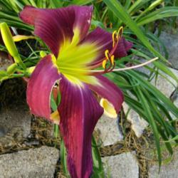 Location: My Caffeinated Garden, Grapevine, TX
Date: May 26, 2018
Just a large beautifully colored and formed daylily!  Thanks to S