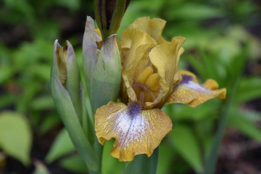 Photo of Standard Dwarf Bearded Iris (Iris 'Ninja Turtles') uploaded by Dachsylady86