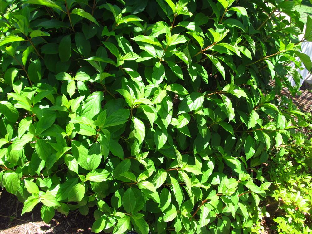 Photo of Panicle Hydrangea (Hydrangea paniculata First Editions® Vanilla Strawberry™) uploaded by Deby