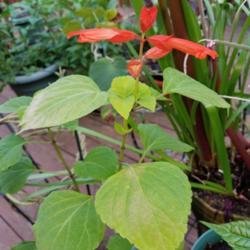 Location: Wilmington, Delaware USA
Date: 2018-05-26
Blooming plant grown from a very old seed