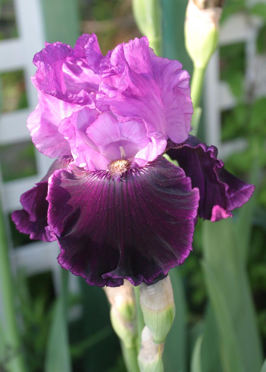 Photo of Tall Bearded Iris (Iris 'Dangerous Liaison') uploaded by Lyshack