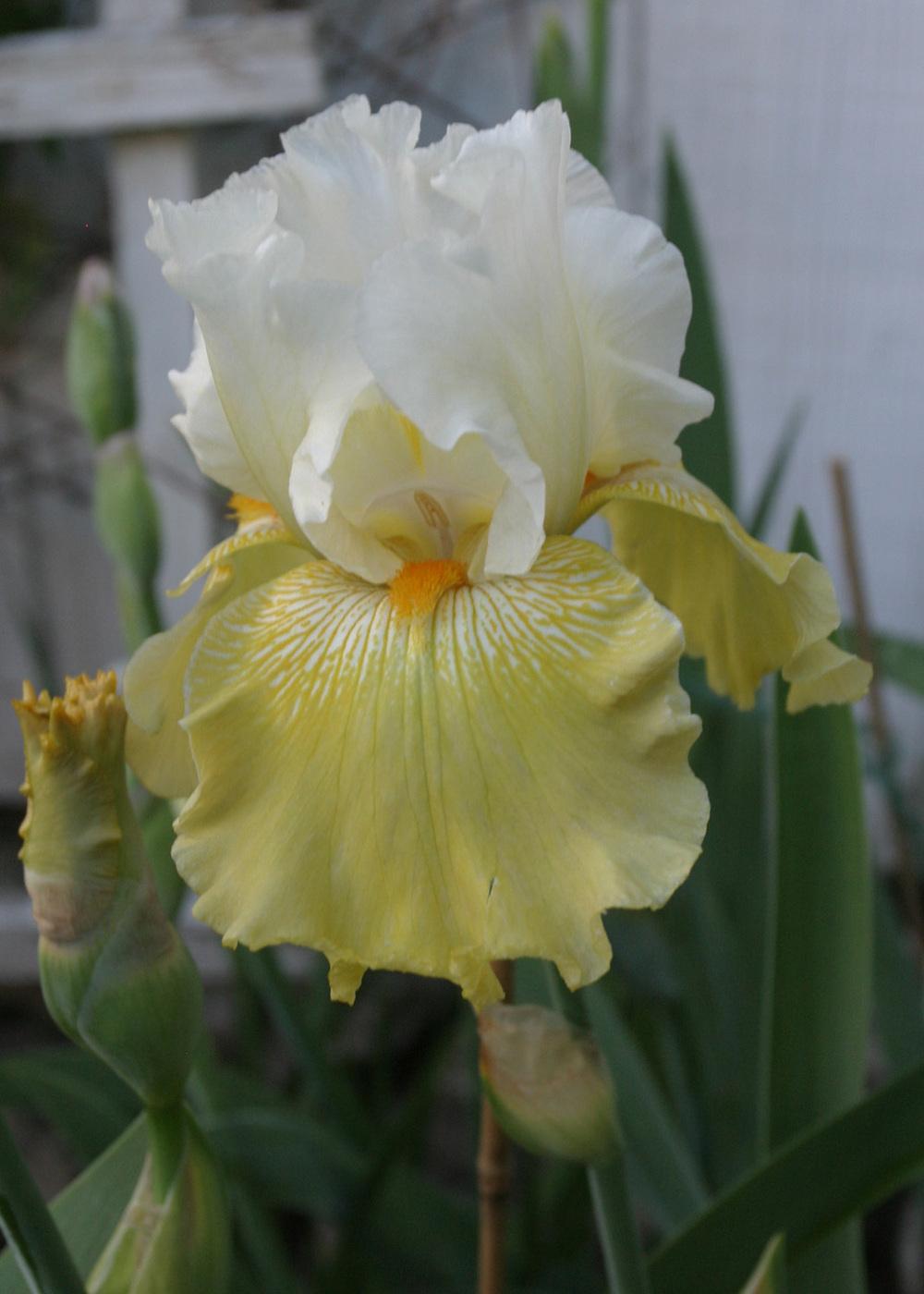 Photo of Tall Bearded Iris (Iris 'Kissed by the Sun') uploaded by Lyshack