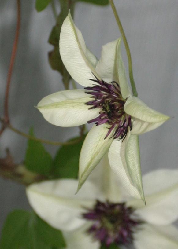 Photo of Clematis (Clematis florida 'Sieboldii') uploaded by Lyshack