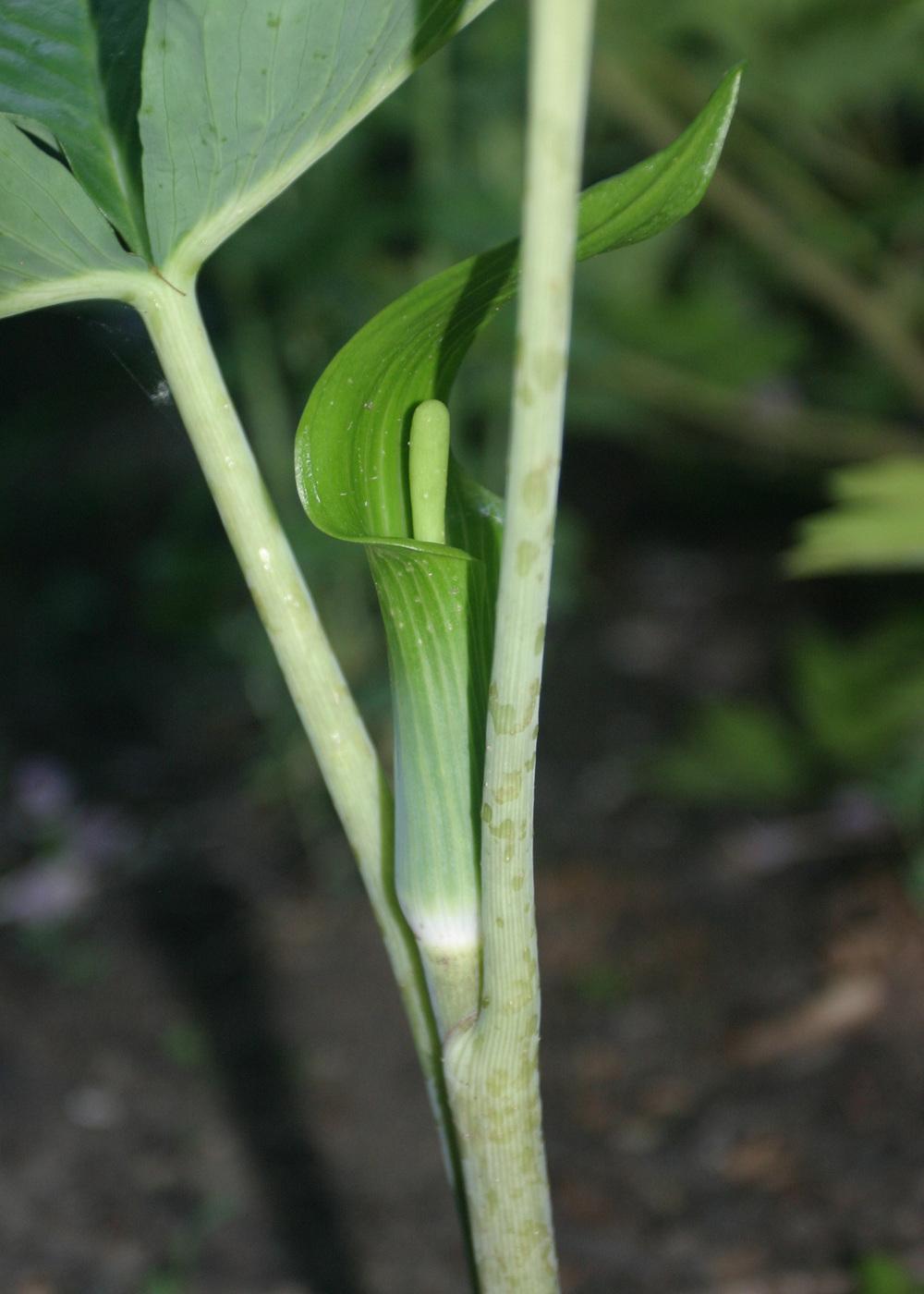Photo of Jack in the Pulpit (Arisaema triphyllum) uploaded by Lyshack