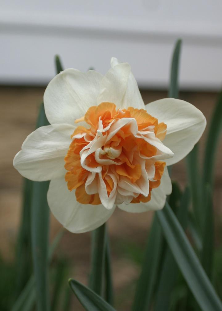 Photo of Double Daffodil (Narcissus 'Delnashaugh') uploaded by Lyshack