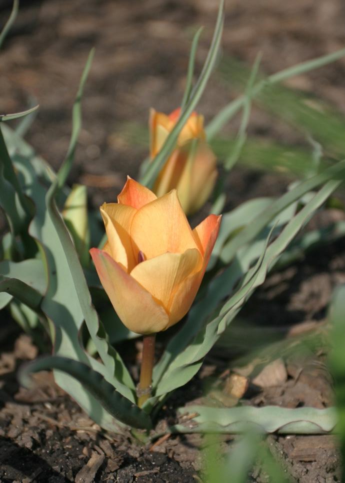 Photo of Batalin Botanical Tulip (Tulipa linifolia 'Bronze Charm') uploaded by Lyshack