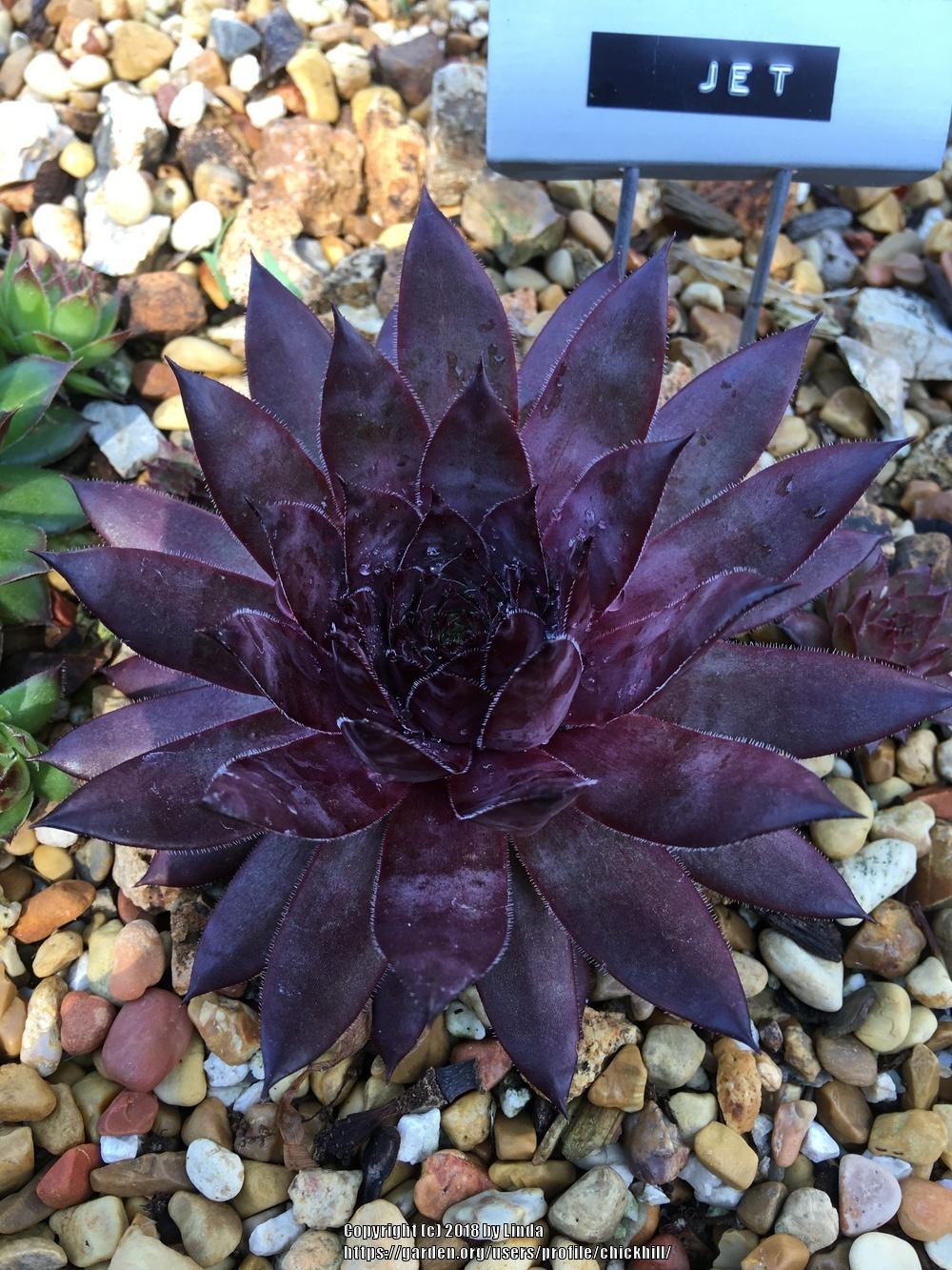 Photo of Hen and Chicks (Sempervivum 'Jet') uploaded by chickhill
