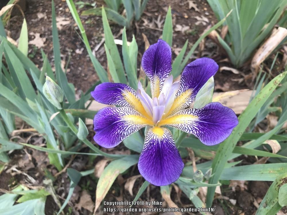 Photo of Tall Bearded Iris (Iris 'Rhythm') uploaded by garden4funTN