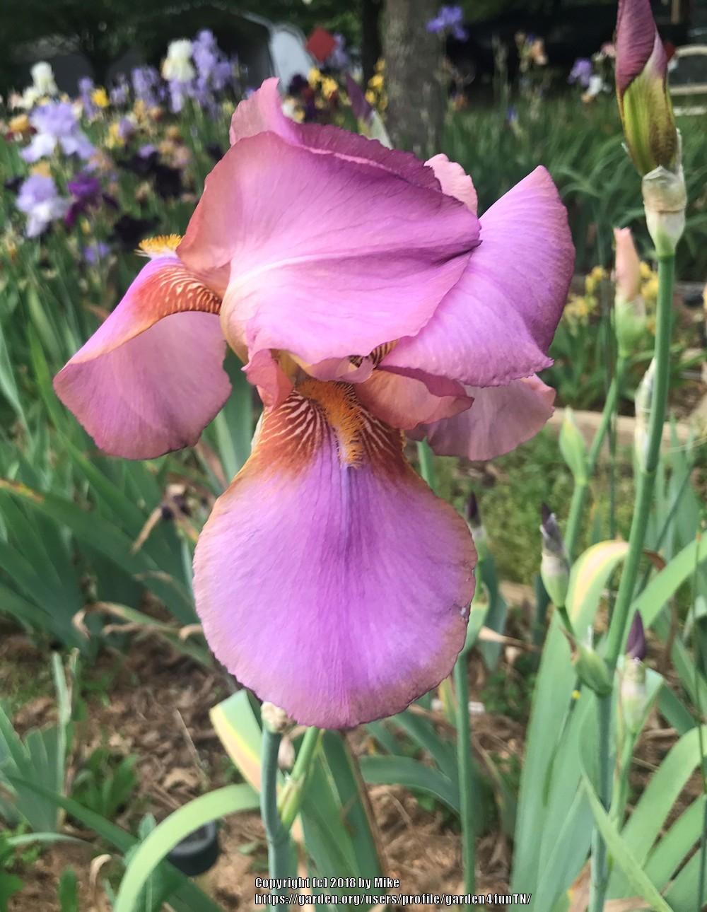 Photo of Tall Bearded Iris (Iris 'Arethusa') uploaded by garden4funTN